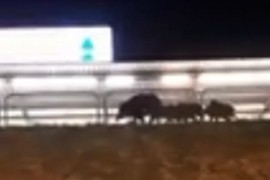 Divlje svinje viđene u centru Pule