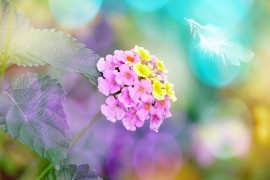 Lantana - miris citrusa u vašem domu