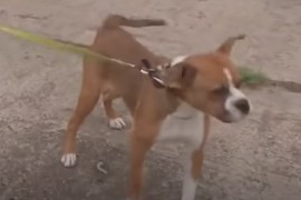 Htjela da ubije psa pa upucala petogodišnjeg sina