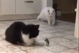 Vlasnik snimio mačke s mišem pa odlučio da ih proda jer su ...
