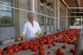 Filipović: Povećan ovogodišnji plan otkupa sirovine "Sava Semberija"