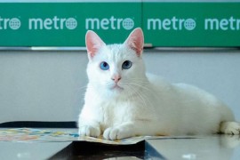 Mačak Ahilej trenutno najveća zvijezda Eura