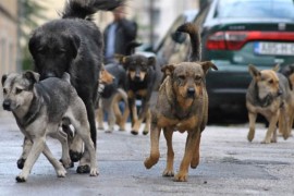 Povećan broj napuštenih životinja na banjalučkim ulicama