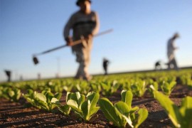 Rast izvoza poljoprivredno-prehrambenog sektora BiH