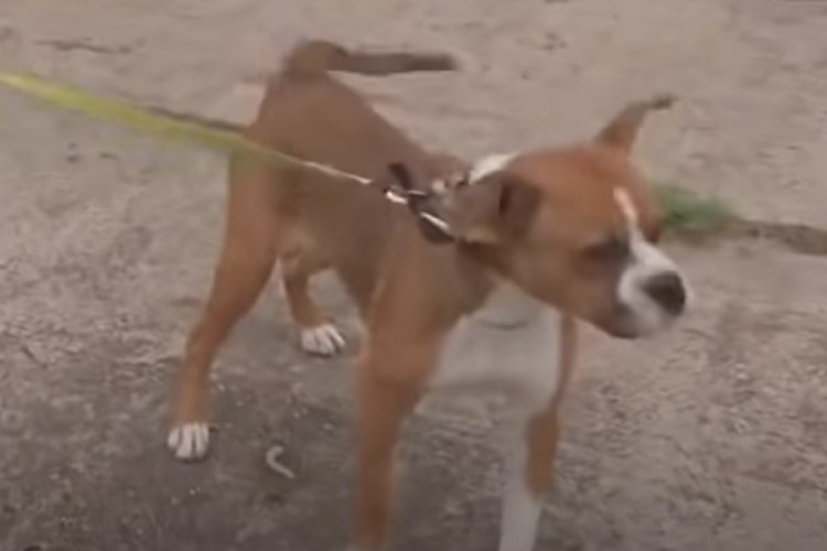 Htjela da ubije psa pa upucala petogodišnjeg sina