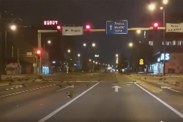 Vrane "šetaju" Sarajevom, po danu napadaju ljude