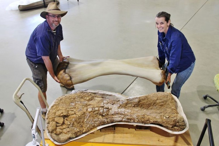 Otkrivena nova vrsta dinosaurusa u Australiji