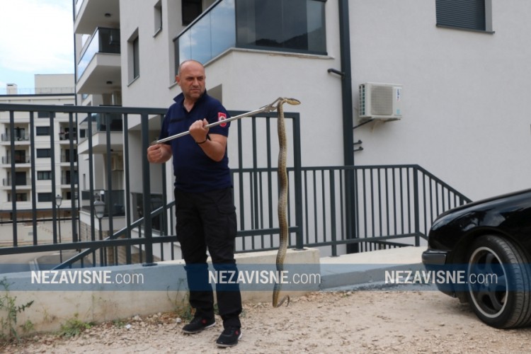 Ogromna zmija prestravila mještane trebinjskog naselja Travunija