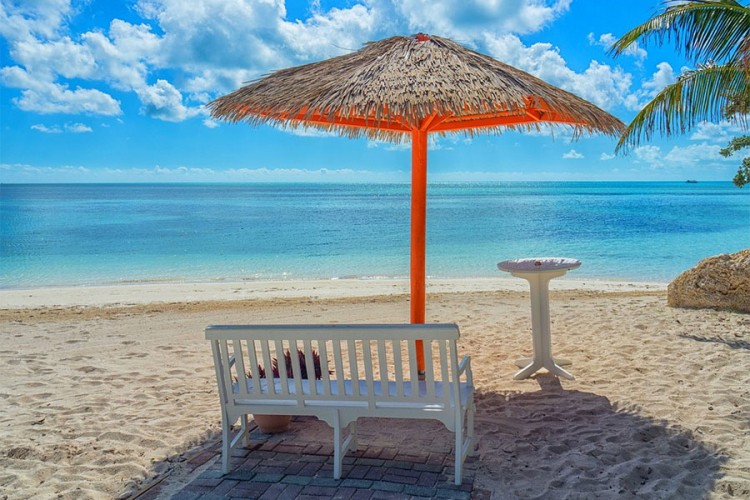 Vic dana: Lavovi na plaži