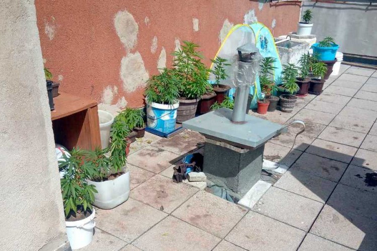 U stanu uzgajao marihuanu, policija zaplijenila 72 stabljike