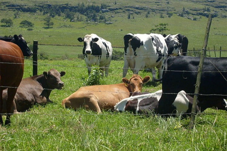 Slavna kantautorka spasila kravu koja je pobjegla iz klaonice