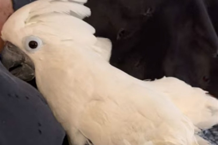Kako ženka kakadua bira gdje će da snese jaje