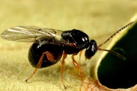 Osu šiškaricu suzbili uvoznim insektom