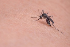 U Beogradu otkriven virus Zapadnog Nila, građani upozoreni