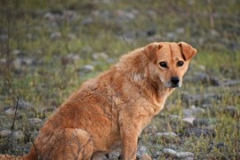Za sterilizaciju i čipovanje pasa lutalica 70.000 KM