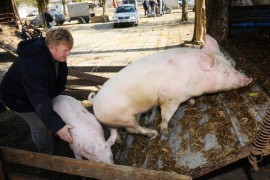 Podrška uzgajivačima svinja u iznosu od 699.051 KM