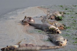 Smrad se širi ka Banjaluci: Uginulo više od pet tona ribe u ...