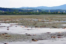 Inspektori nemaju kome naložiti uklanjanje uginule ribe