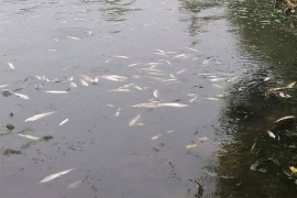 Pomor ribe u Kolubari