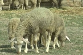 Ovčarstvo sve popularnije i u ravnici
