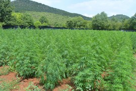 U Crnoj Gori otkrivena najveća plantaža marihuane do sada