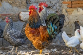 Građani Bijeljine prijavljivali i komšijske pijetlove za uznemiravanje