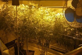 Otkrivena laboratorija za proizvodnju marihuane, policija objavila ...