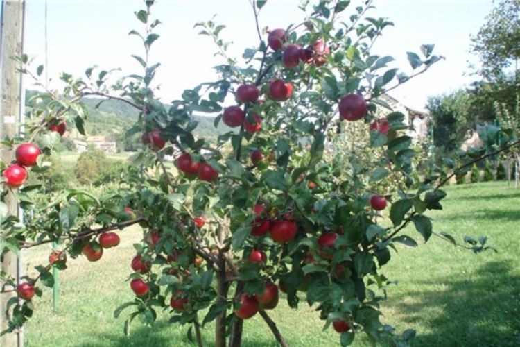 Upola manji rod voća zbog proljetnih mrazeva
