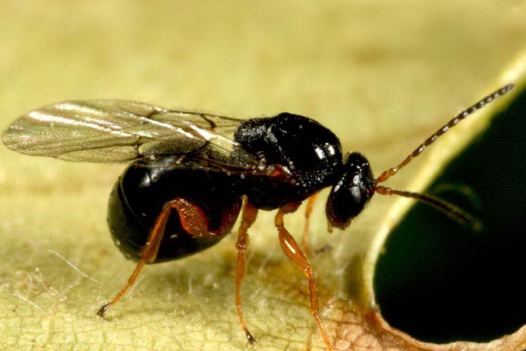 Osu šiškaricu suzbili uvoznim insektom