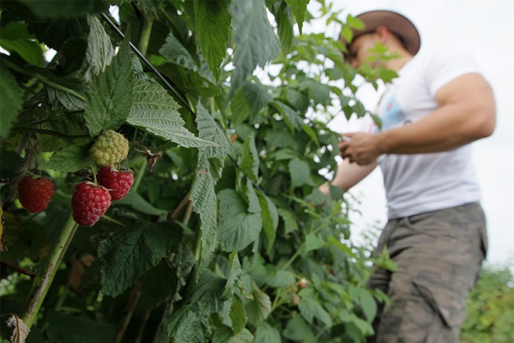 Srpski voćar: Maline nema ko da bere, sezonci dolaze iz Albanije i Mongolije