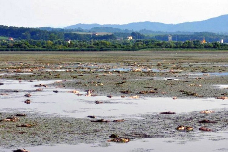Podnesen izvještaj protiv direktora "Ribnjaka" Prnjavor