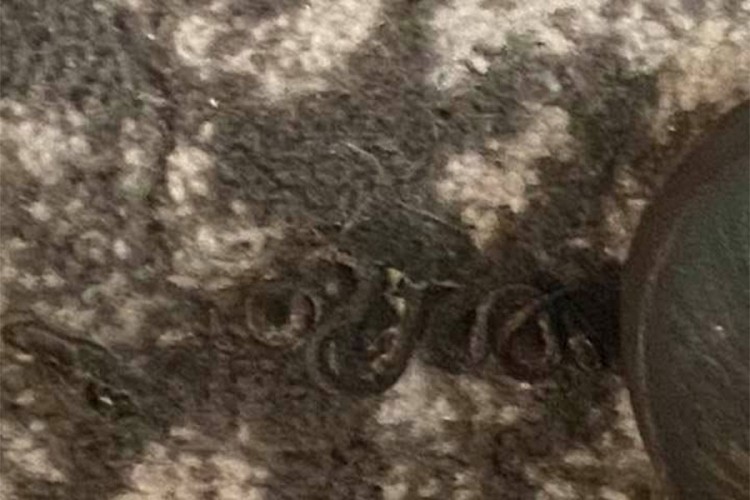 Ispod kreveta u spavaćoj sobi pronašla 18 zmija