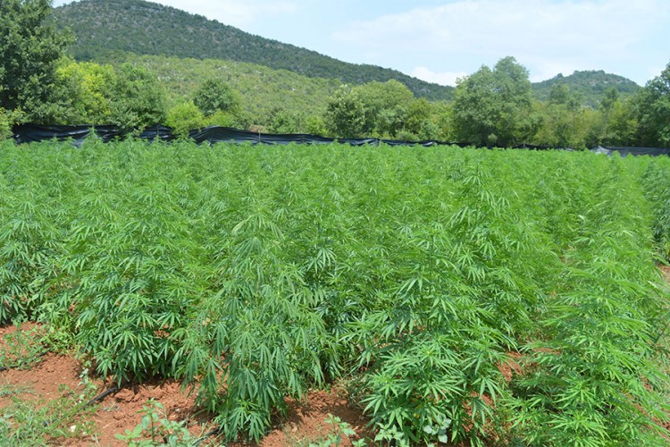 U Crnoj Gori otkrivena najveća plantaža marihuane do sada