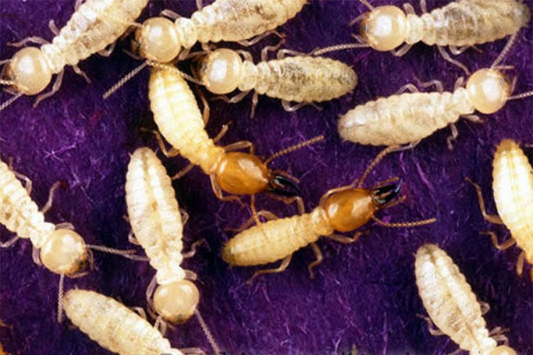 Sedam mjesta i stvari koje privlače termite u kuću
