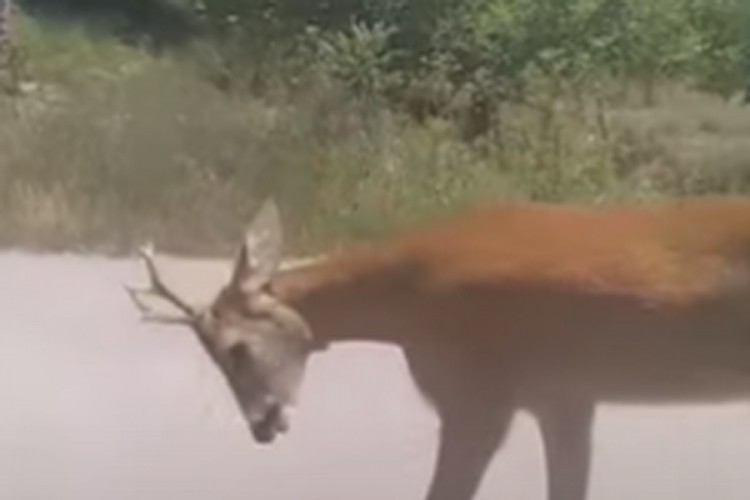 Pomahnitali srndać napao najmanje šest ljudi