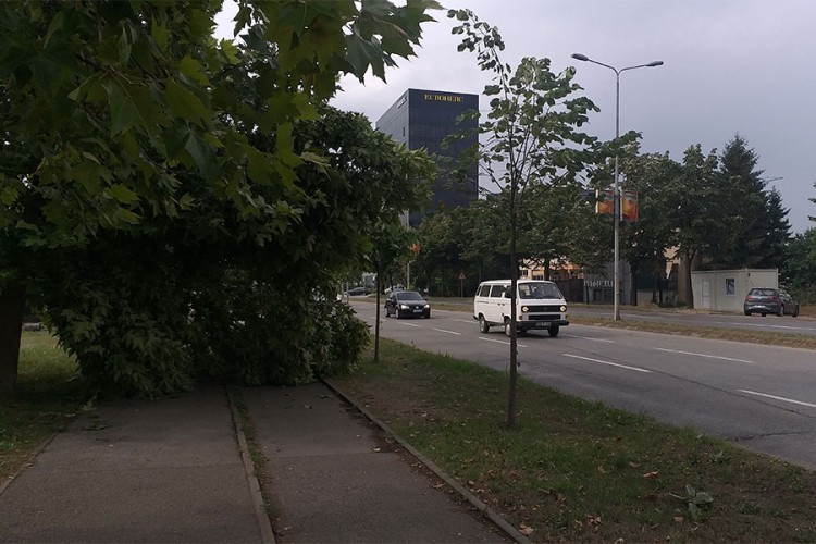 Palo drvo u Banjaluci
