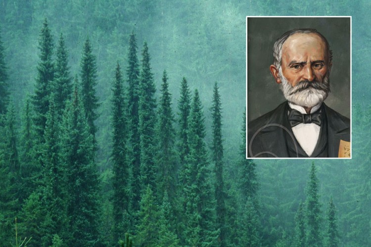 Josif Pančić prije 146 godina otkrio "ledenu ljepoticu" među četinarima