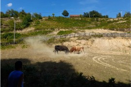 Bik Brizan pobjednik 249. Grmečke koride