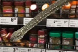Piton od tri metra iskočio sa police u supermarketu