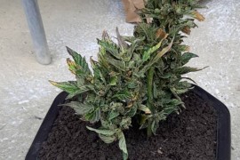 Uhapšen Banjalučanin kojem je zapaljen auto, pronađena droga