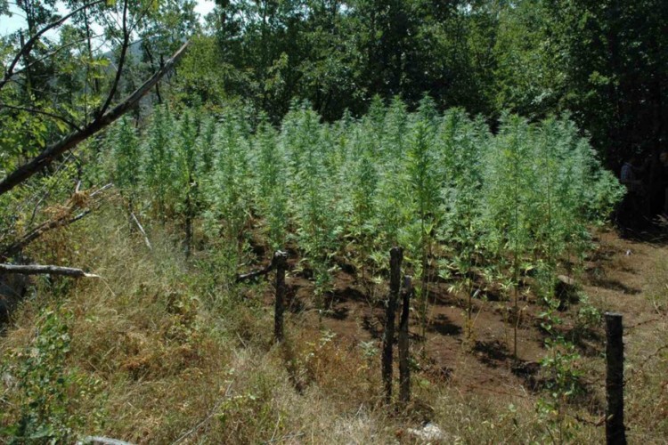 Bilećanin uzgojio 99 stabljika konoplje