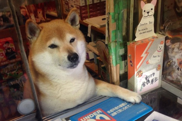 Pas godinama radio u kiosku u Japanu, sad uživa u penziji