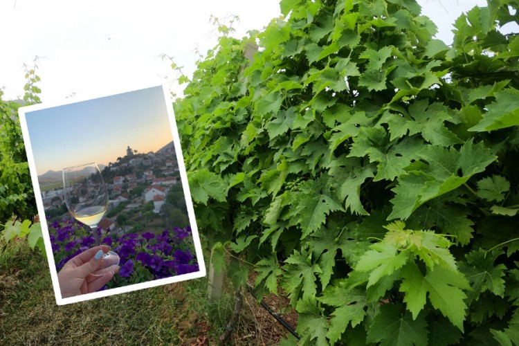 Vukoje o božanskoj kapljici: Žilavka je Hercegovac zarobljen u boci