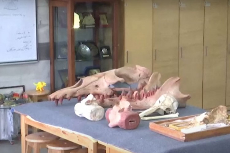 Otkriven fosil četvoronožnog kita