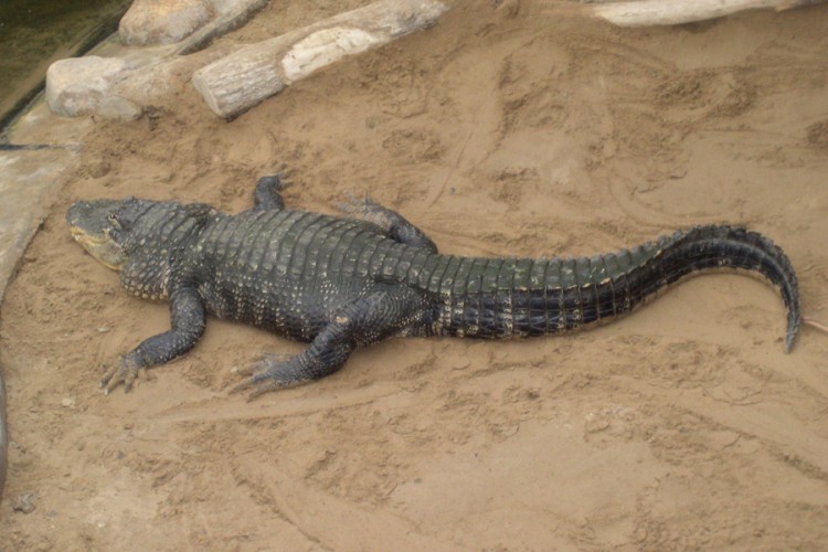 Dok je bježao od uragana "Ida" aligator mu odgrizao ruku
