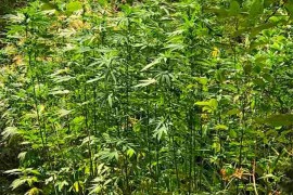 Pronađena plantaža kanabisa, uhapšena jedna osoba