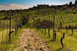 Hercegovački vinogradari spremni za berbu