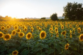 Ukraden suncokret kod Vršca u vrijednosti 216.000 KM