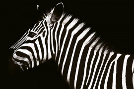 Jeste li znali zašto zebre imaju pruge?