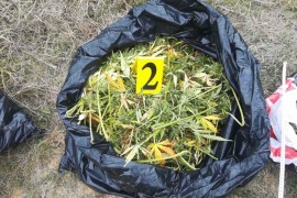 Zaplijenjeno 17,5 kilograma marihuane